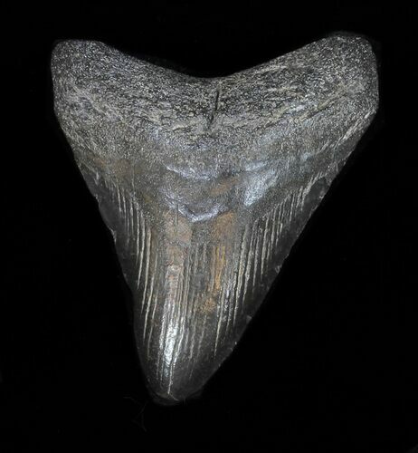 Serrated Megalodon Tooth - Georgia #32672